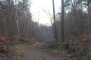 Forêt de Bord
